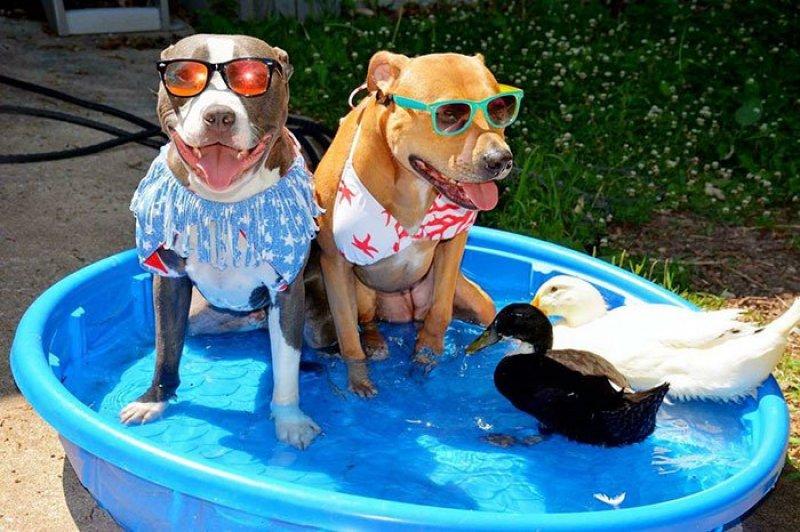 7 hayvanı kurtarıp onlardan bir aile kurdular