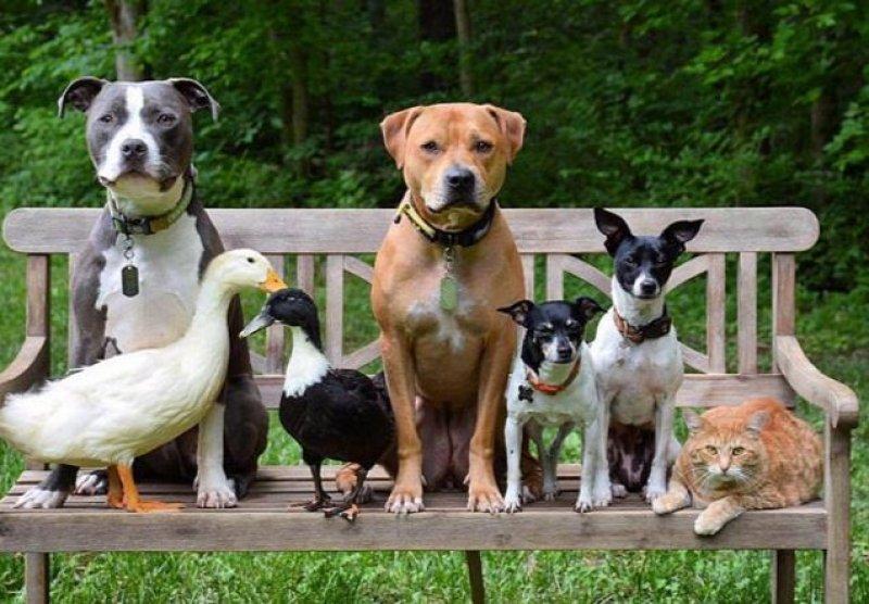 7 hayvanı kurtarıp onlardan bir aile kurdular