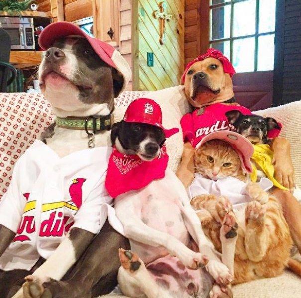 7 hayvanı kurtarıp onlardan bir aile kurdular