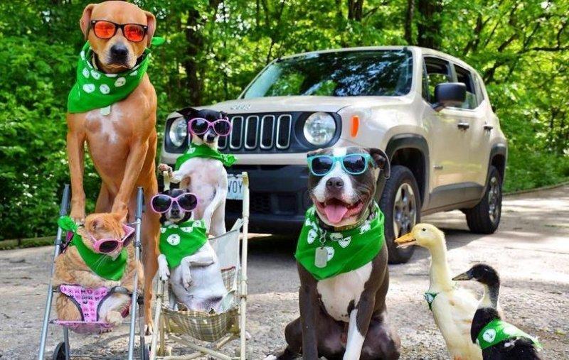 7 hayvanı kurtarıp onlardan bir aile kurdular