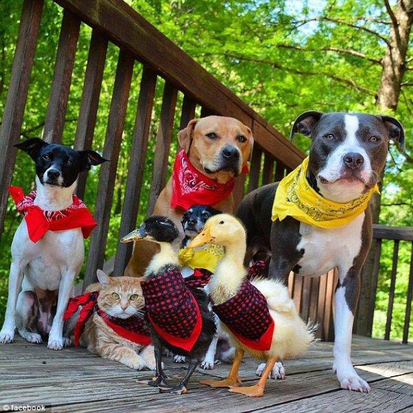 7 hayvanı kurtarıp onlardan bir aile kurdular