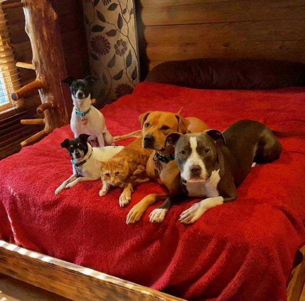 7 hayvanı kurtarıp onlardan bir aile kurdular