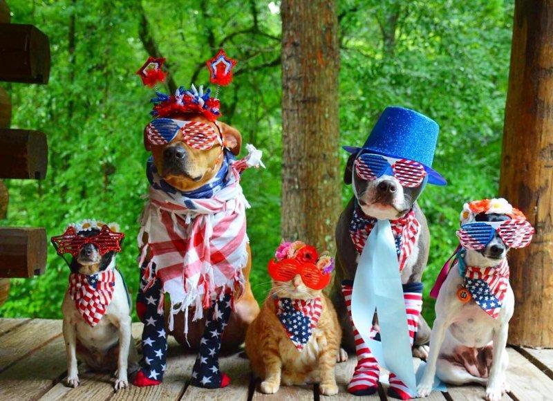 7 hayvanı kurtarıp onlardan bir aile kurdular