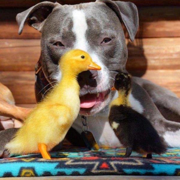 7 hayvanı kurtarıp onlardan bir aile kurdular