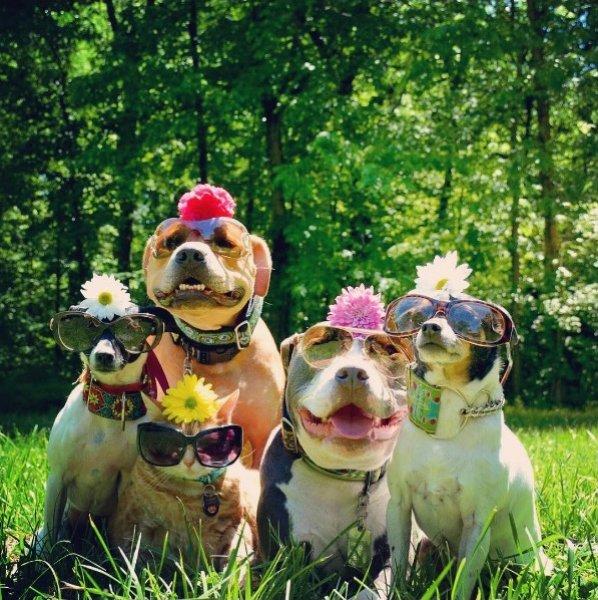 7 hayvanı kurtarıp onlardan bir aile kurdular