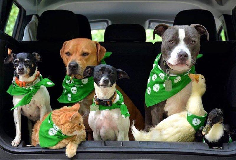 7 hayvanı kurtarıp onlardan bir aile kurdular