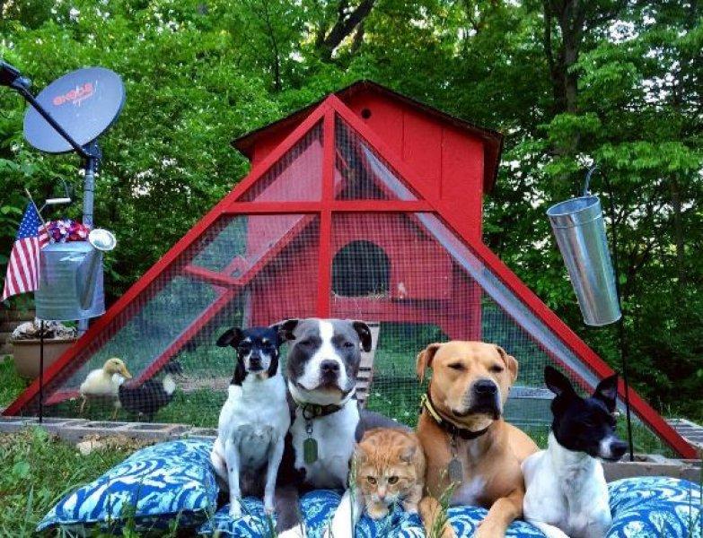 7 hayvanı kurtarıp onlardan bir aile kurdular