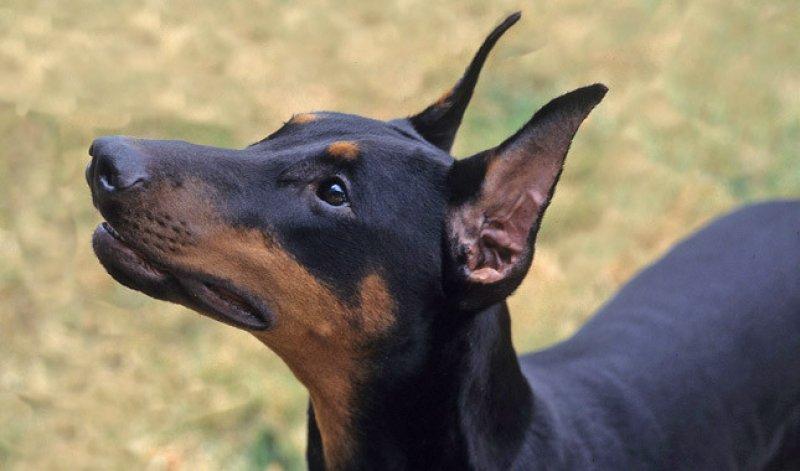 Dünyanın en tehlikeli 10 köpek ırkı 