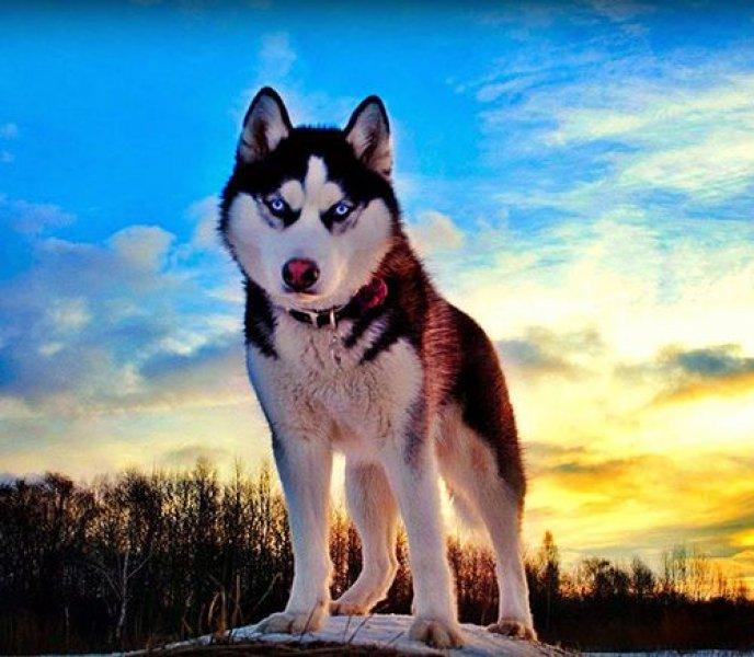 Dünyanın en tehlikeli 10 köpek ırkı 