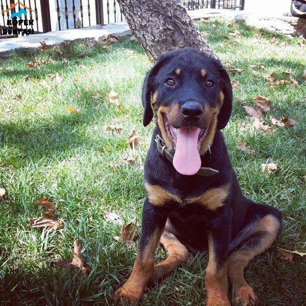 Dünyanın en tehlikeli 10 köpek ırkı 