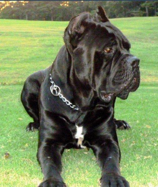 Dünyanın en tehlikeli 10 köpek ırkı 