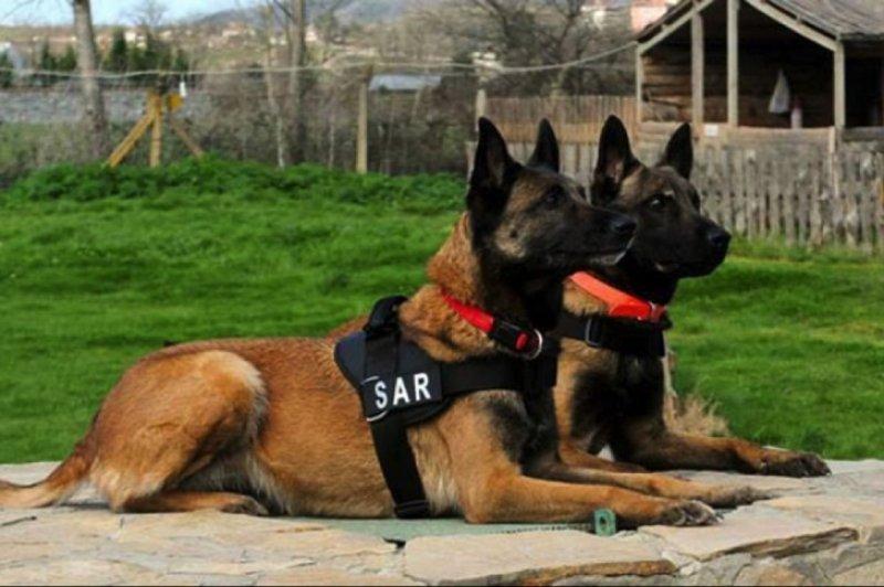 Dünyanın en tehlikeli 10 köpek ırkı 