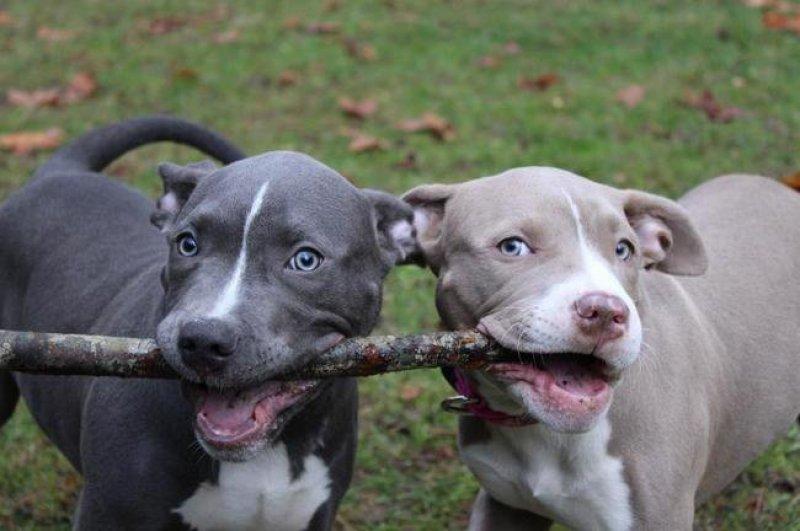 Dünyanın en tehlikeli 10 köpek ırkı 