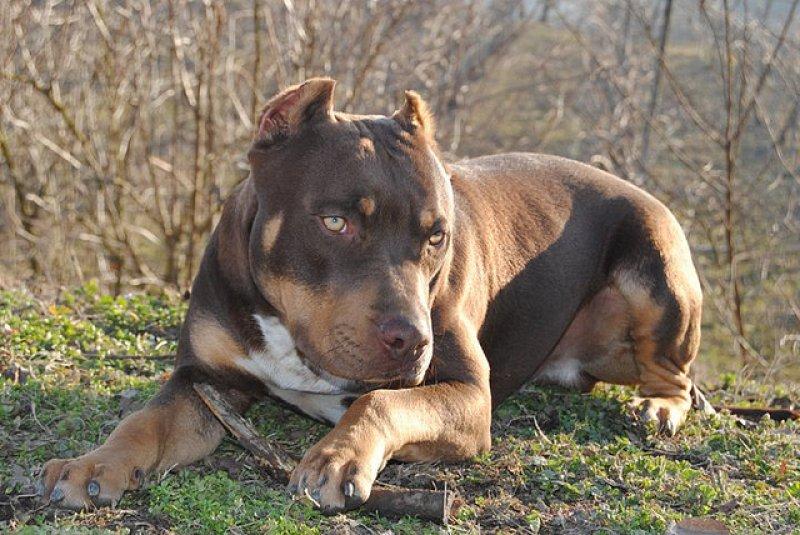 Dünyanın en tehlikeli 10 köpek ırkı 