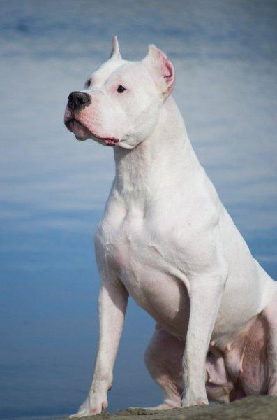 Dünyanın en tehlikeli 10 köpek ırkı 