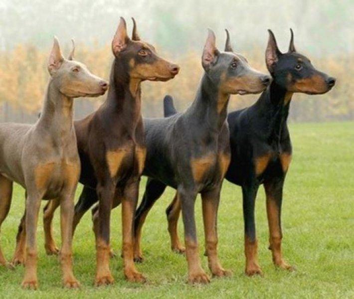 Dünyanın en tehlikeli 10 köpek ırkı 