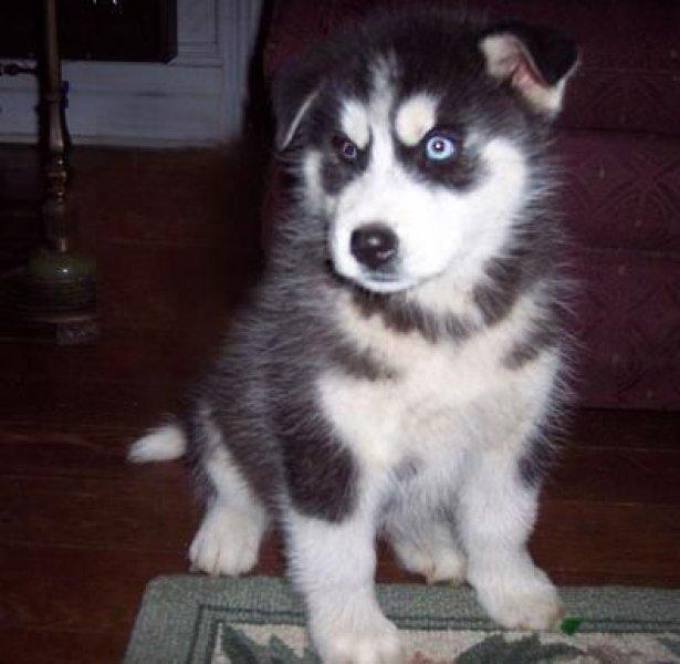 Dünyanın en tehlikeli 10 köpek ırkı 