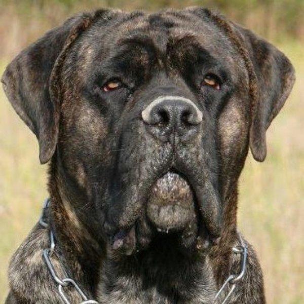 Dünyanın en tehlikeli 10 köpek ırkı 