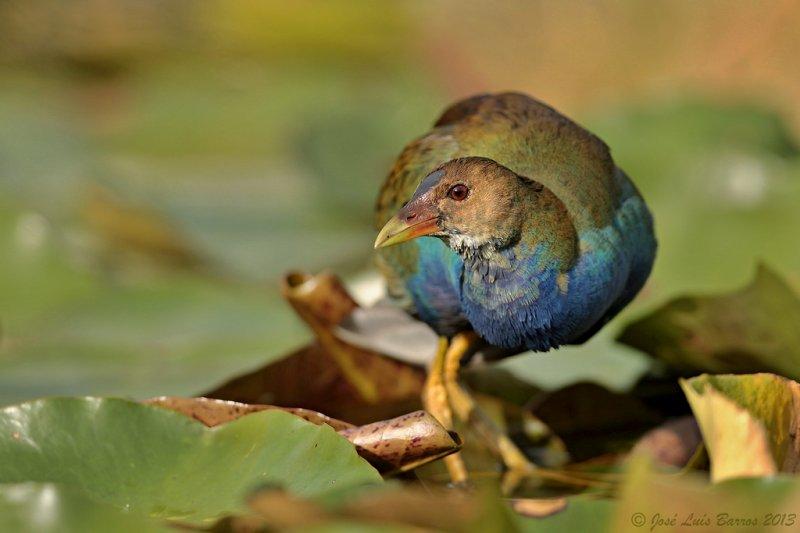30 kuş türünün muhteşem görüntüsü