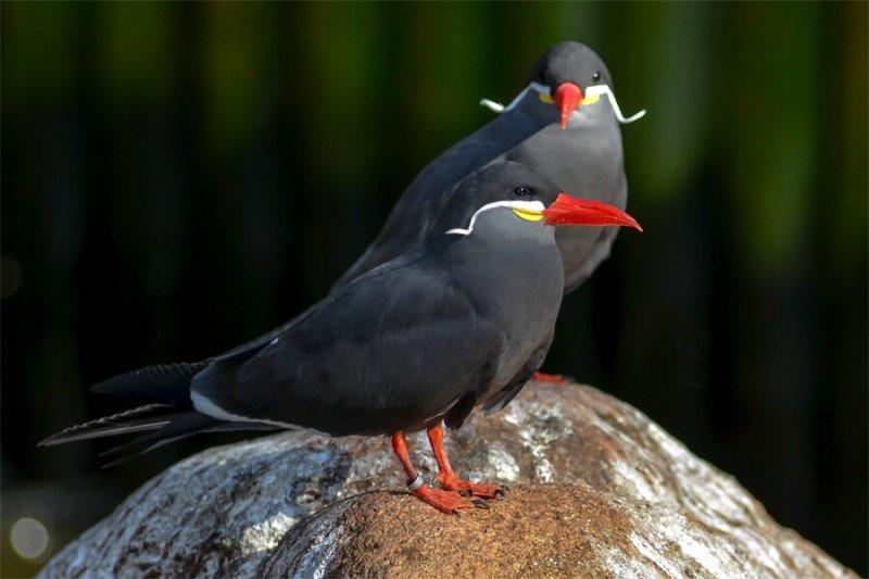 30 kuş türünün muhteşem görüntüsü