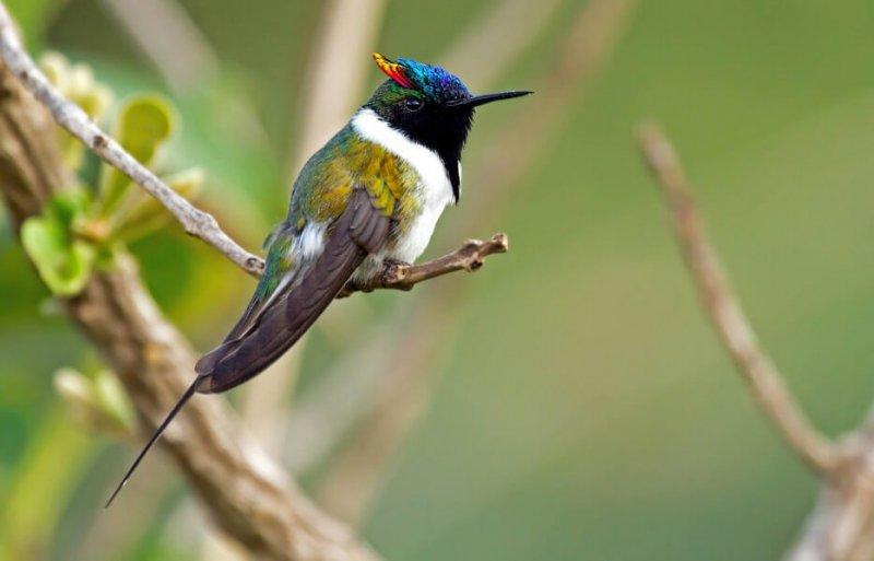 30 kuş türünün muhteşem görüntüsü