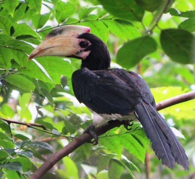 30 kuş türünün muhteşem görüntüsü