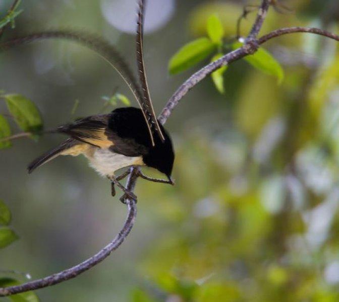 30 kuş türünün muhteşem görüntüsü