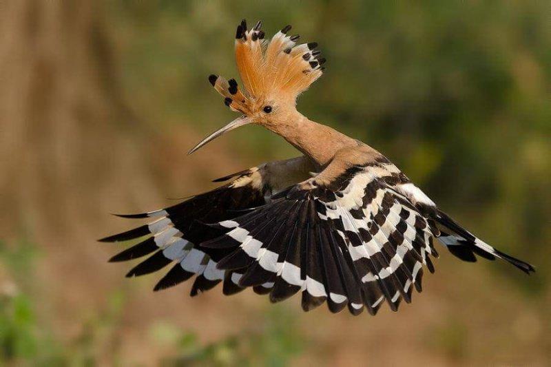30 kuş türünün muhteşem görüntüsü