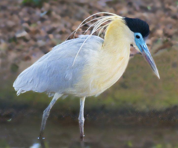 30 kuş türünün muhteşem görüntüsü
