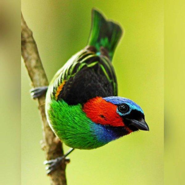 30 kuş türünün muhteşem görüntüsü