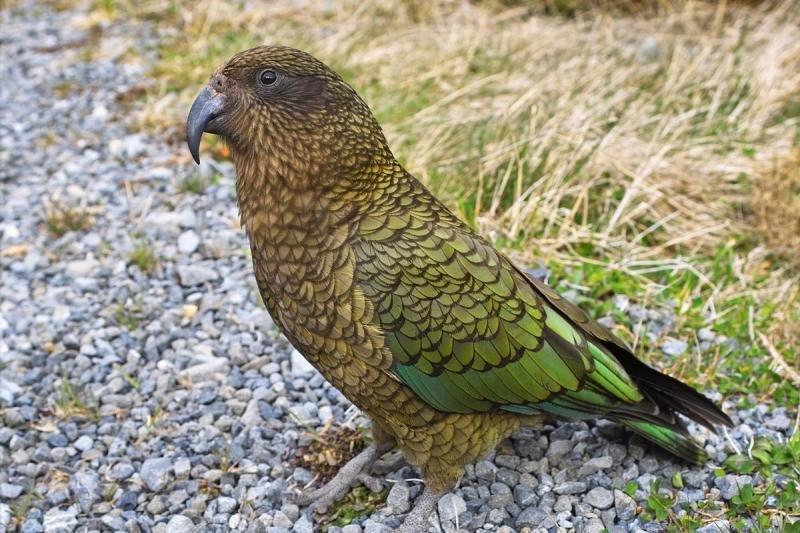 30 kuş türünün muhteşem görüntüsü