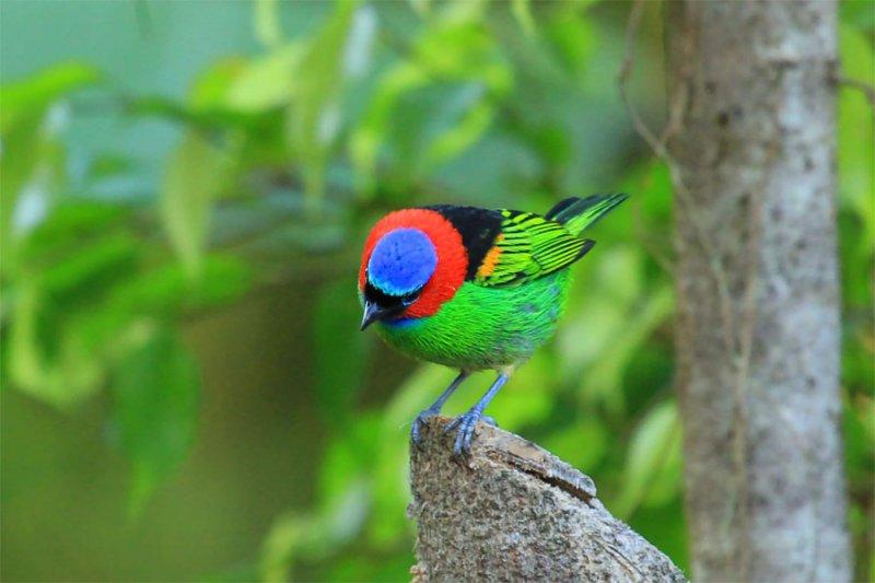 30 kuş türünün muhteşem görüntüsü