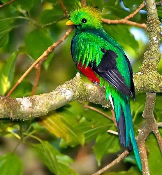 30 kuş türünün muhteşem görüntüsü