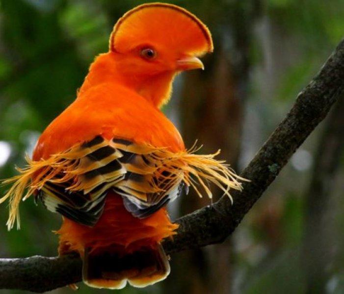 30 kuş türünün muhteşem görüntüsü