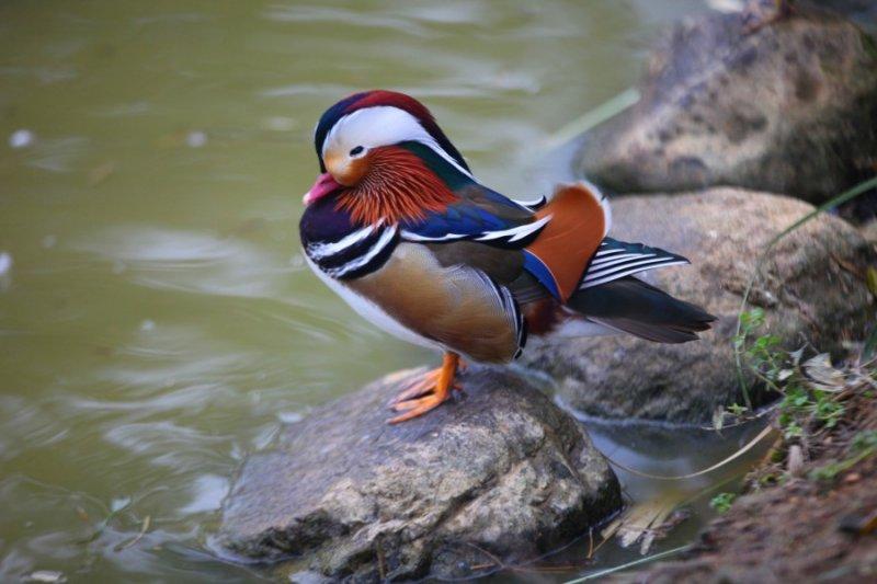 Birbirinden güzel 10 ördek türü
