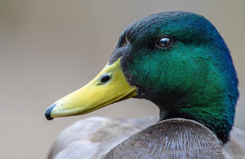 Birbirinden güzel 10 ördek türü