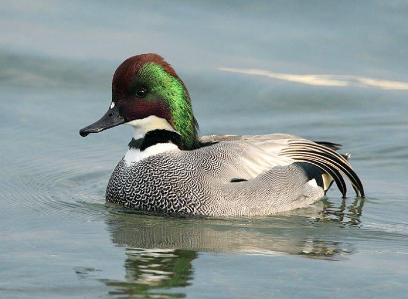 Birbirinden güzel 10 ördek türü