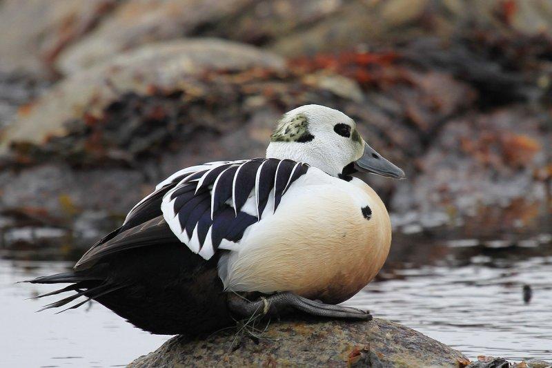 Birbirinden güzel 10 ördek türü