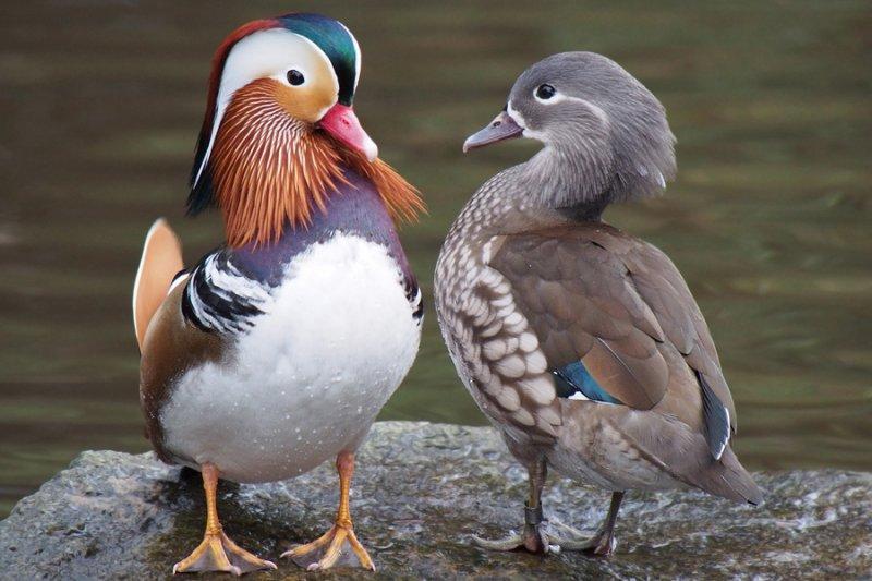 Birbirinden güzel 10 ördek türü
