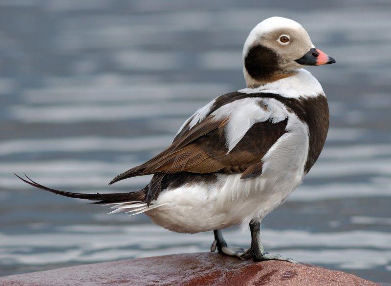 Birbirinden güzel 10 ördek türü