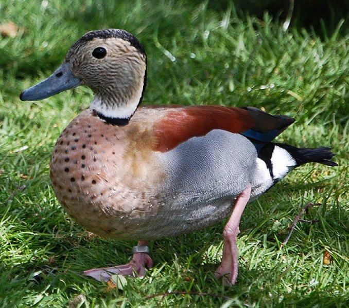 Birbirinden güzel 10 ördek türü