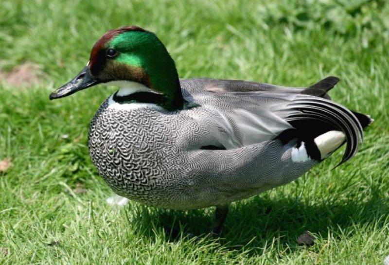 Birbirinden güzel 10 ördek türü