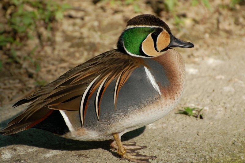 Birbirinden güzel 10 ördek türü