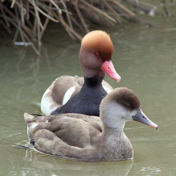 Birbirinden güzel 10 ördek türü