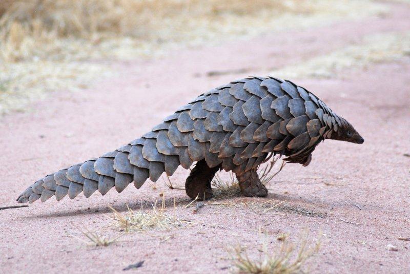 Kozalak görünümlü hayvan: Pangolin