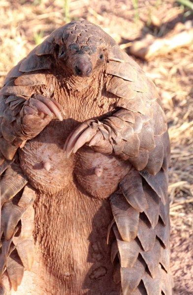 Kozalak görünümlü hayvan: Pangolin