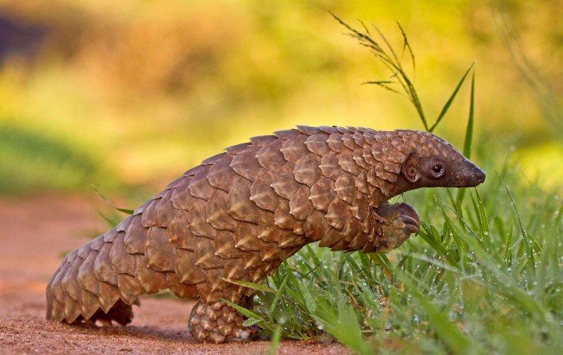 Kozalak görünümlü hayvan: Pangolin