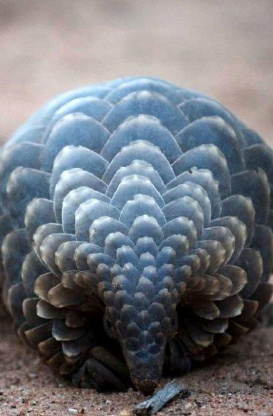 Kozalak görünümlü hayvan: Pangolin