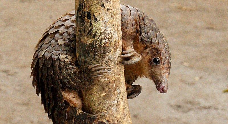 Kozalak görünümlü hayvan: Pangolin