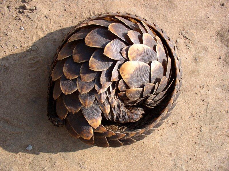 Kozalak görünümlü hayvan: Pangolin